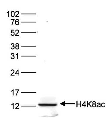 Western Blot: Histone H4 [ac Lys8] Antibody [NBP2-59260]